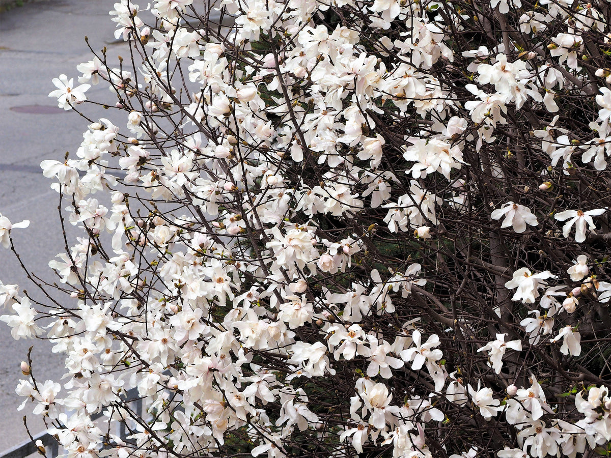 10 SWEETBAY MAGNOLIA Virginiana TREE Shrub Native Sweet Bay, White Bay, Laurel Magnolia - White 3" Fragrant Flower Seeds