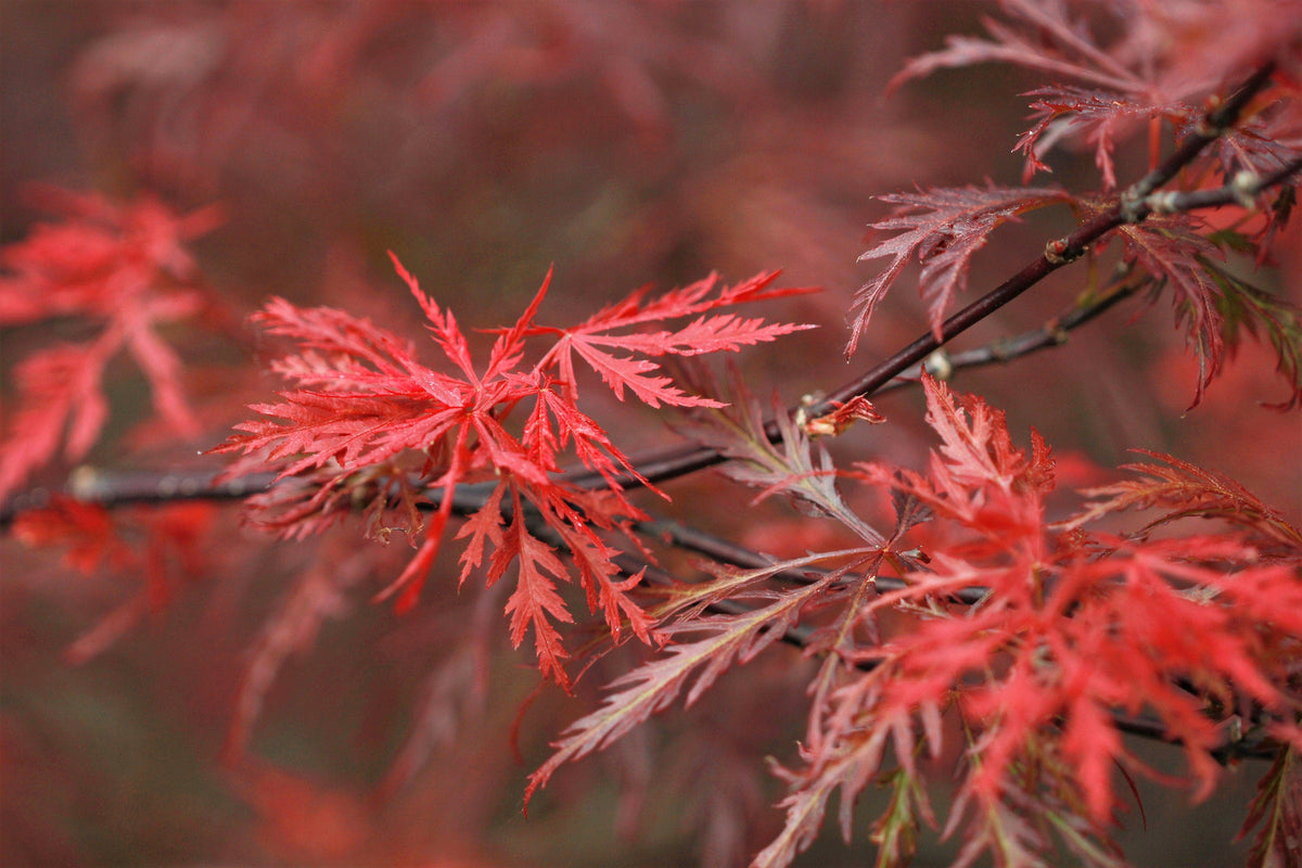 Red Dwarf Laceleaf Japanese Maple (Acer palmatum var. dissectum) Seeds – 10 ct