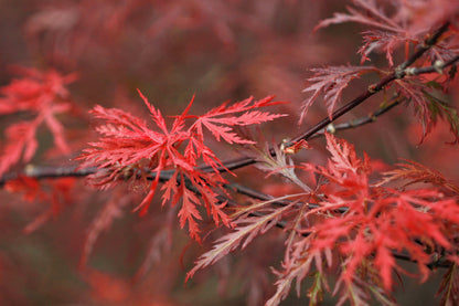 Red Dwarf Laceleaf Japanese Maple (Acer palmatum var. dissectum) Seeds – 10 ct