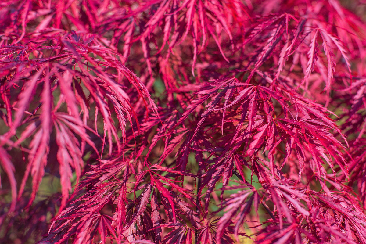 Red Dwarf Laceleaf Japanese Maple (Acer palmatum var. dissectum) Seeds – 10 ct