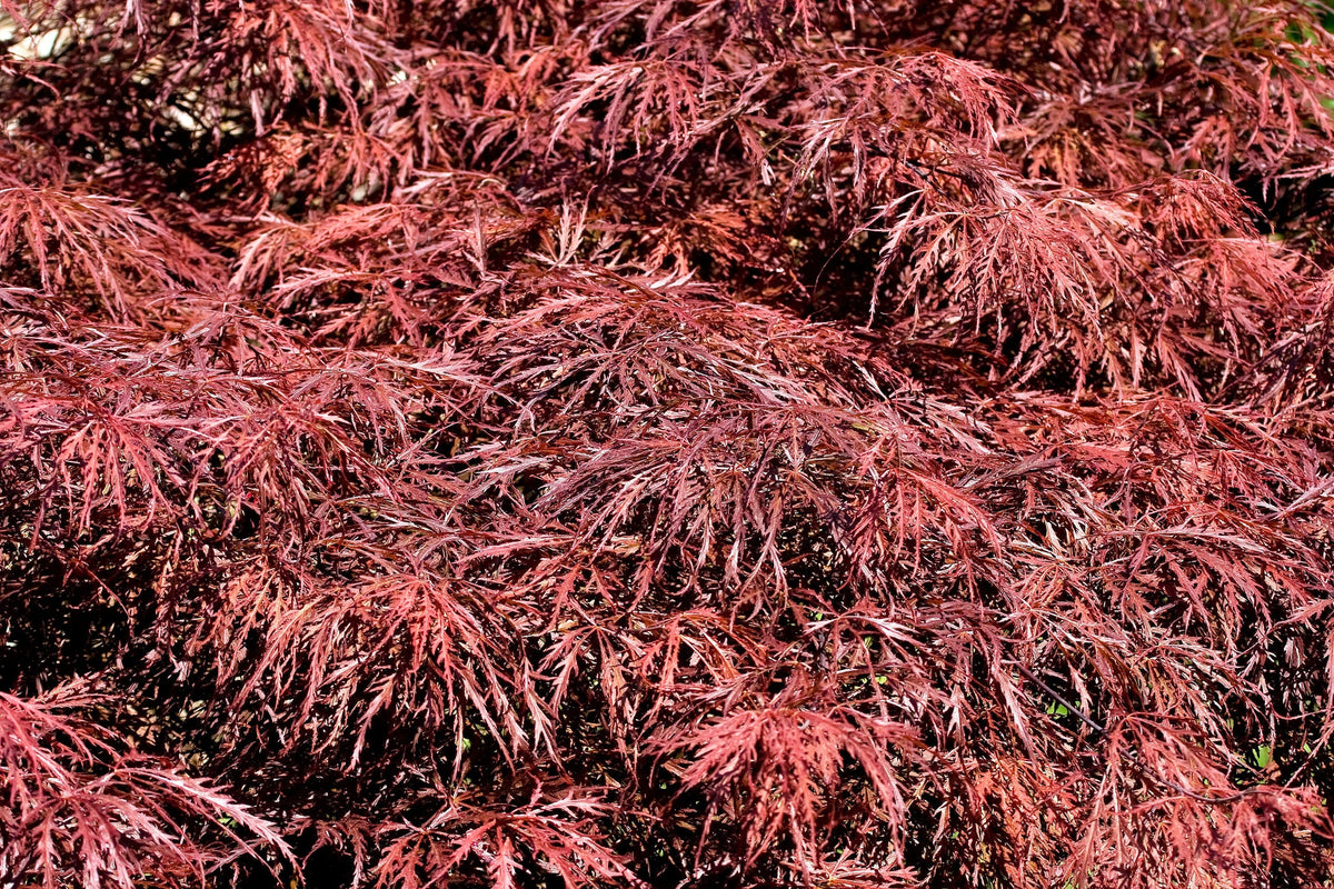 Red Dwarf Laceleaf Japanese Maple (Acer palmatum var. dissectum) Seeds – 10 ct