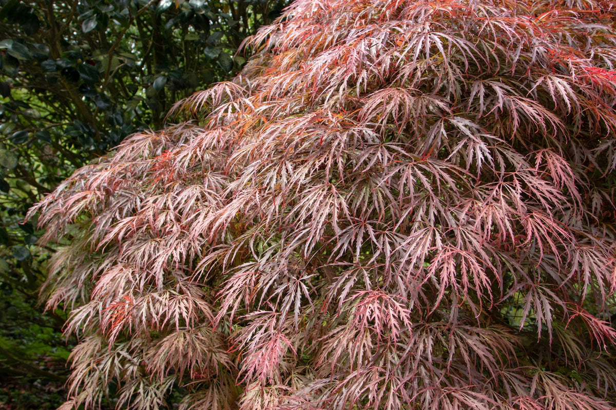 Red Dwarf Laceleaf Japanese Maple (Acer palmatum var. dissectum) Seeds – 10 ct