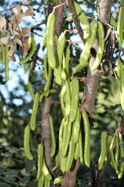 20 Carob Tree (Ceratonia Siliqua) Seeds