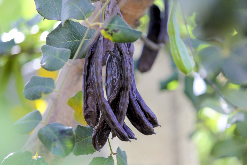 20 Carob Tree (Ceratonia Siliqua) Seeds