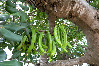 20 Carob Tree (Ceratonia Siliqua) Seeds