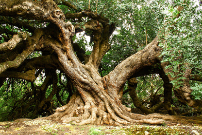 20 Carob Tree (Ceratonia Siliqua) Seeds