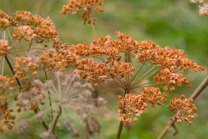 Organic Bronze Fennel (Foeniculum vulgare 'Purpureum') Seeds – 100 ct