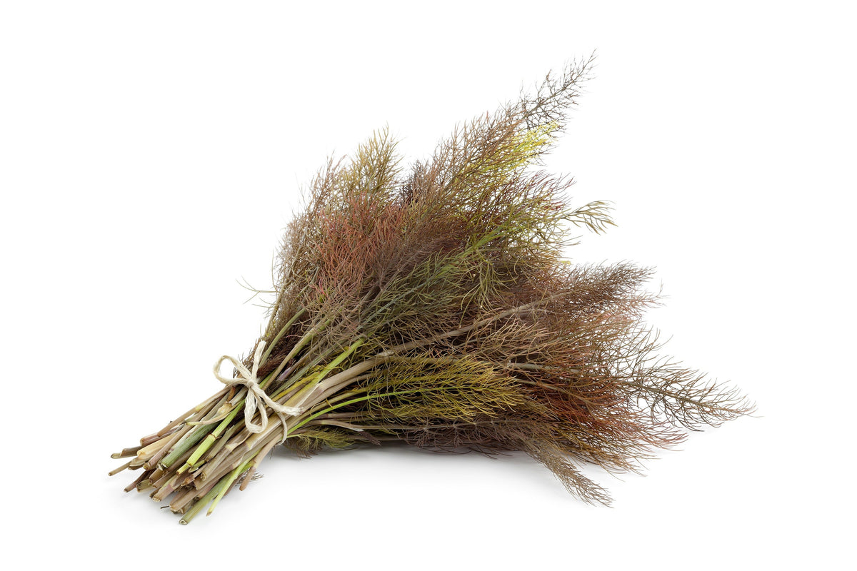Organic Bronze Fennel (Foeniculum vulgare 'Purpureum') Seeds – 100 ct