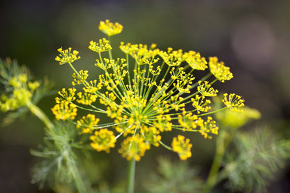 Organic Bronze Fennel (Foeniculum vulgare 'Purpureum') Seeds – 100 ct