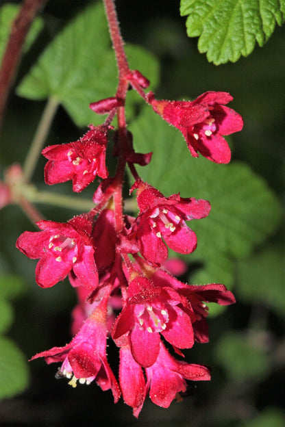 25 RED FLOWERING CURRANT Ribes Sanguineum aka Blood Currant Edible Fruit Blue Black Berries Shrub Seeds