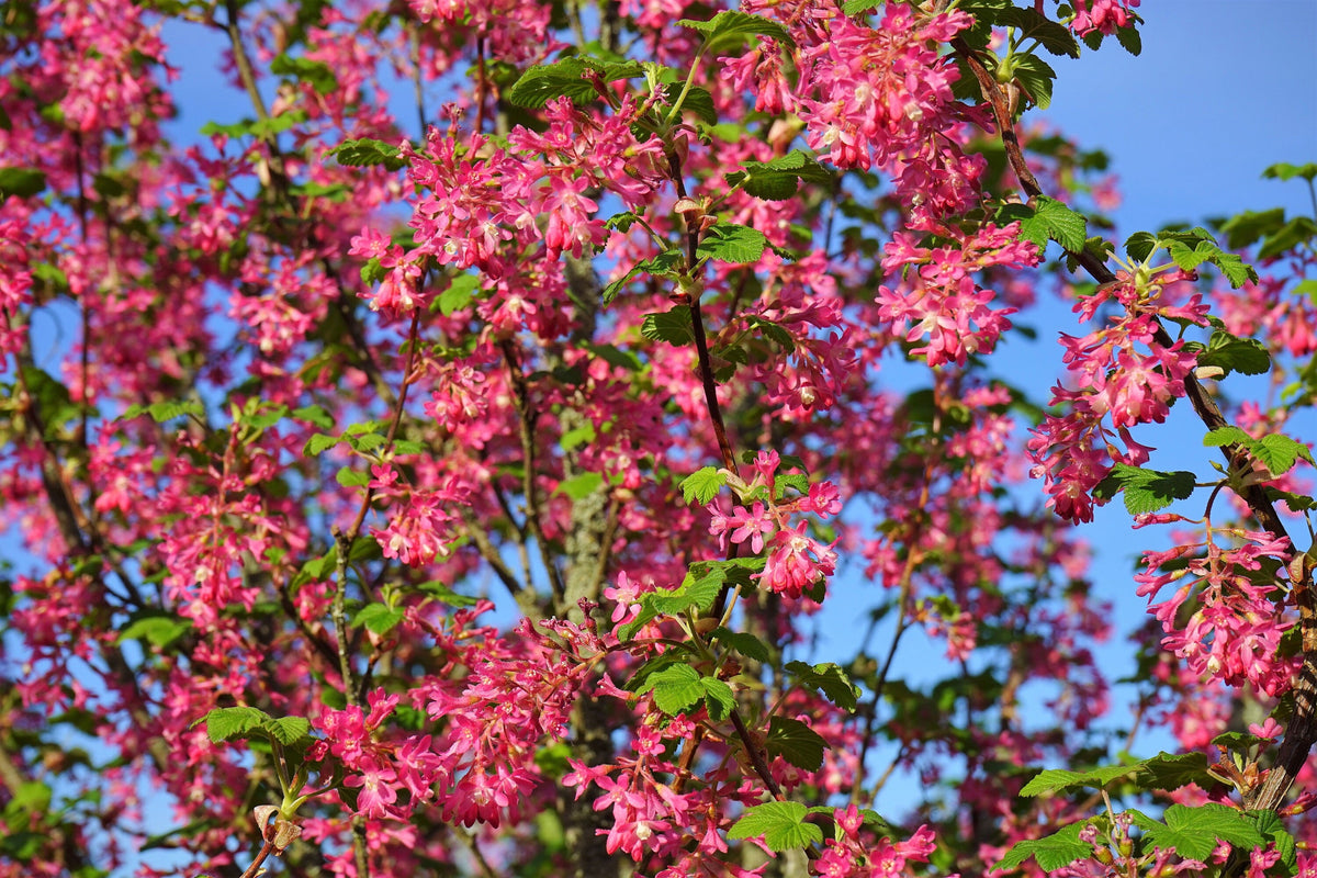 25 RED FLOWERING CURRANT Ribes Sanguineum aka Blood Currant Edible Fruit Blue Black Berries Shrub Seeds