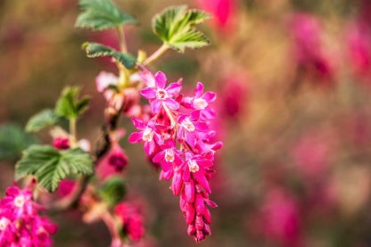 25 RED FLOWERING CURRANT Ribes Sanguineum aka Blood Currant Edible Fruit Blue Black Berries Shrub Seeds
