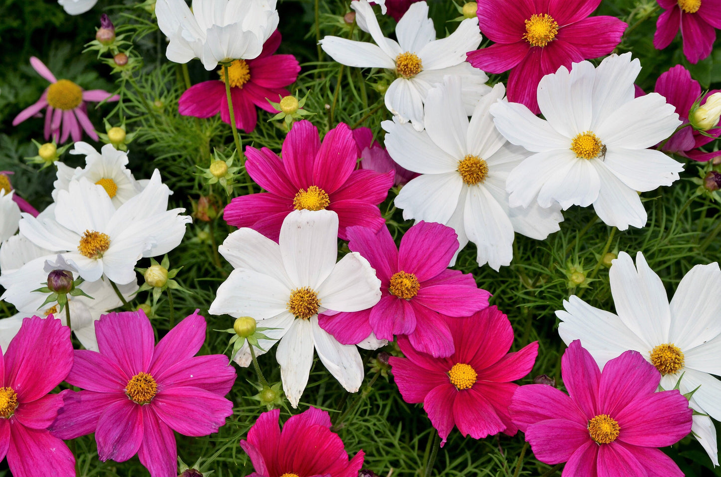300 Mixed Dwarf Cosmos (Cosmos Bipinnatus) Seeds
