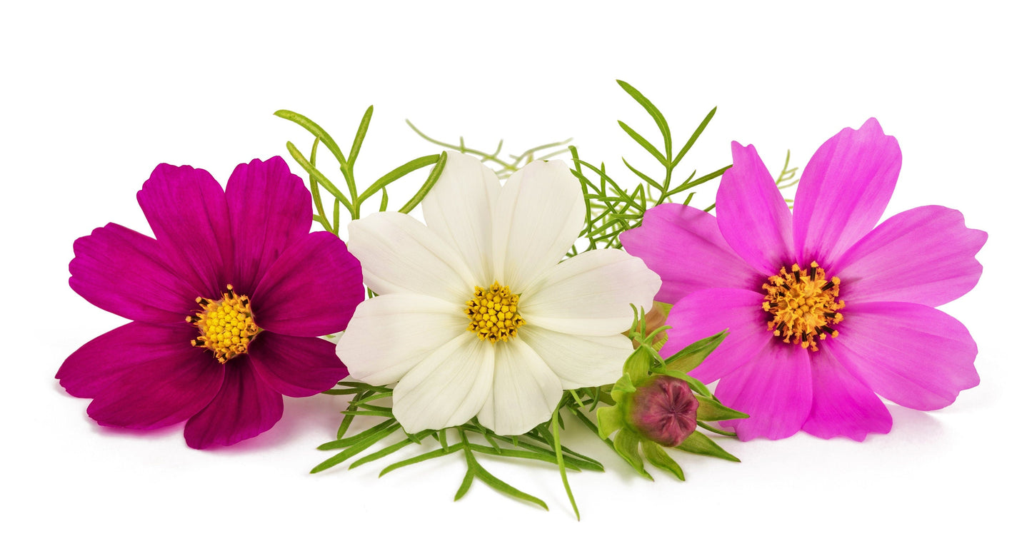 300 Mixed Dwarf Cosmos (Cosmos Bipinnatus) Seeds