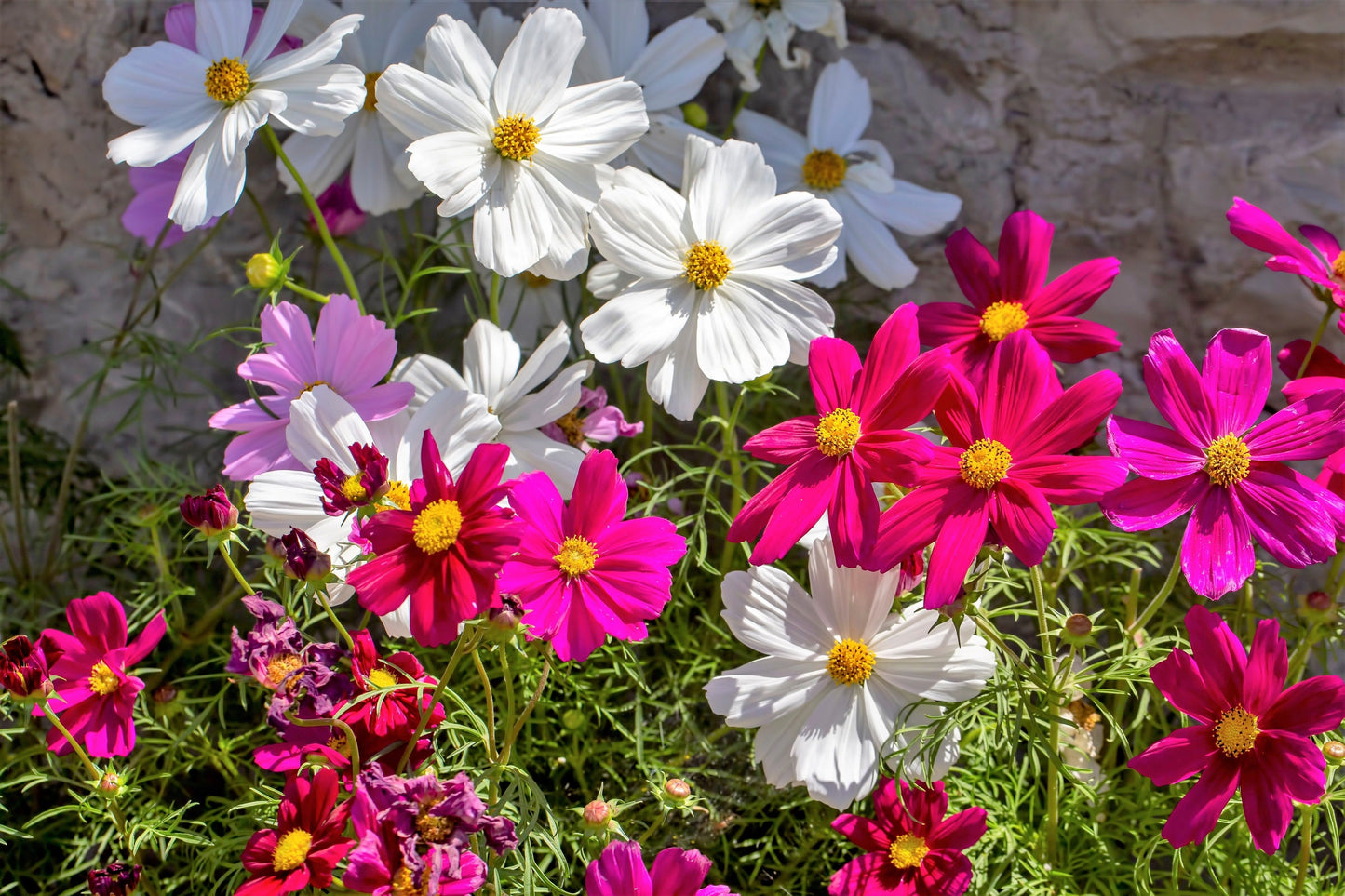 300 Mixed Dwarf Cosmos (Cosmos Bipinnatus) Seeds