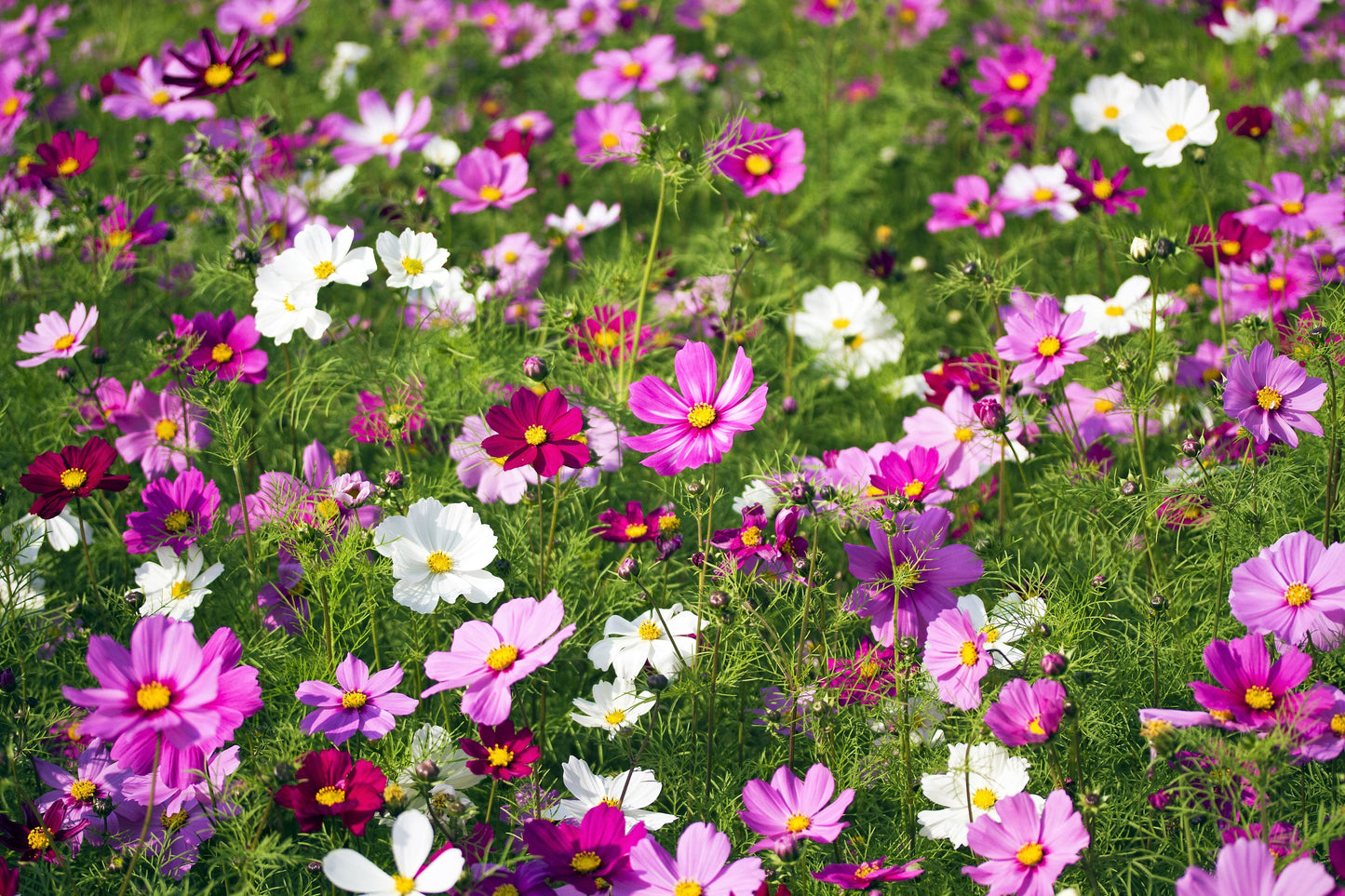 300 Mixed Dwarf Cosmos (Cosmos Bipinnatus) Seeds