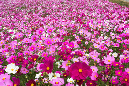 300 Mixed Dwarf Cosmos (Cosmos Bipinnatus) Seeds