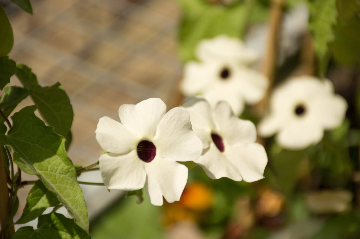 White Black-Eyed Susan Vine (Thunbergia alata) Seeds – 10 ct