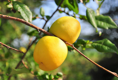 30 Flowering Quince (Chaenomeles Speciosa) Seeds
