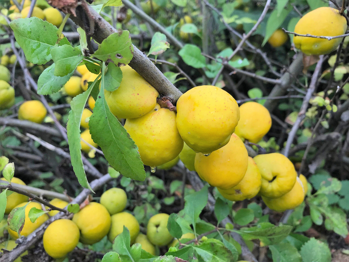 30 Flowering Quince (Chaenomeles Speciosa) Seeds