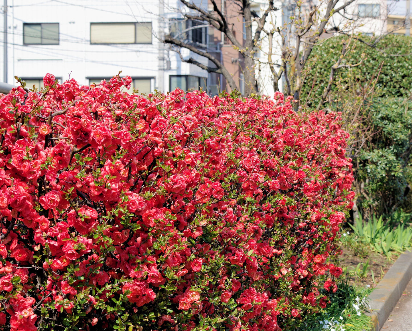 30 Flowering Quince (Chaenomeles Speciosa) Seeds