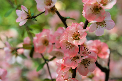 30 Flowering Quince (Chaenomeles Speciosa) Seeds