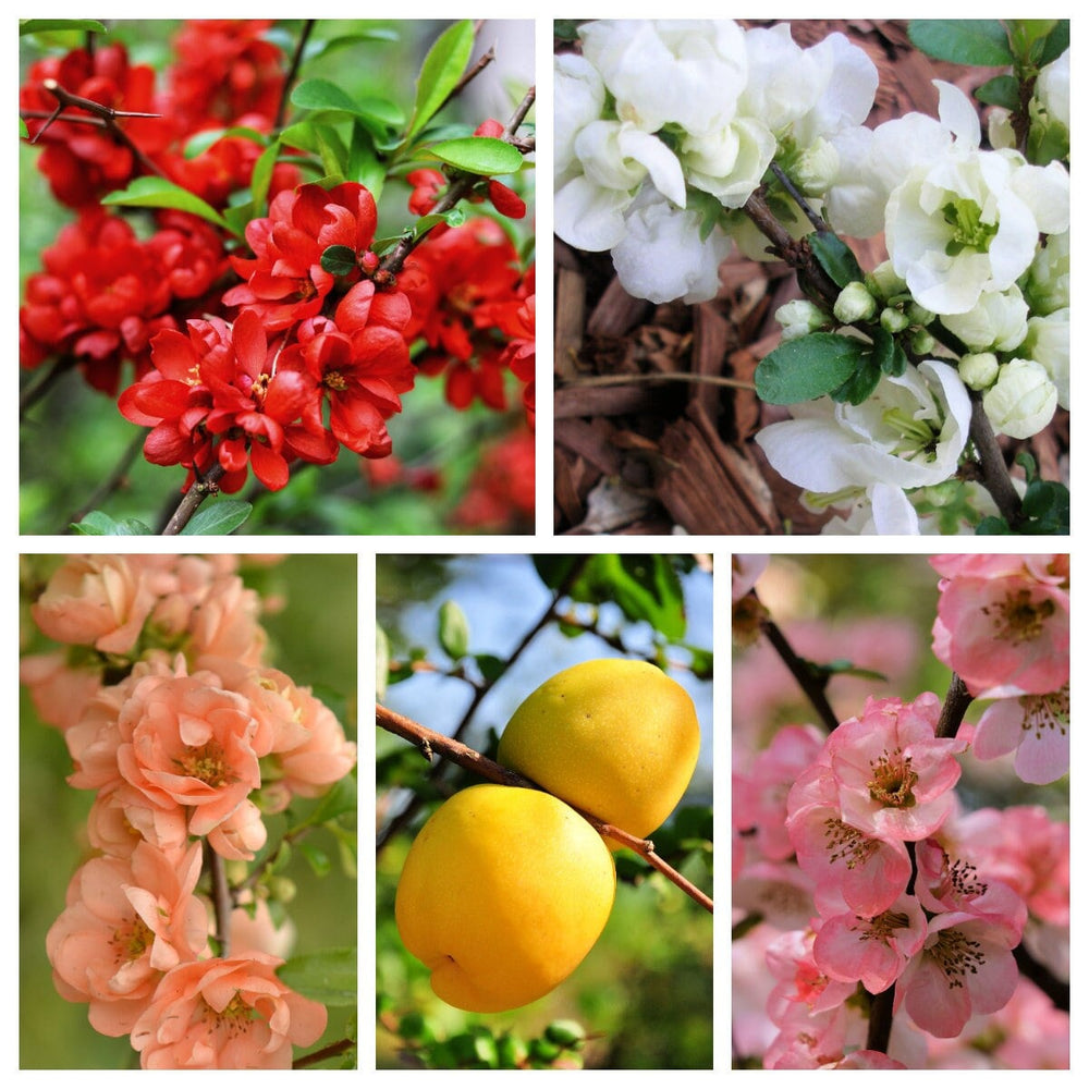 30 Flowering Quince (Chaenomeles Speciosa) Seeds
