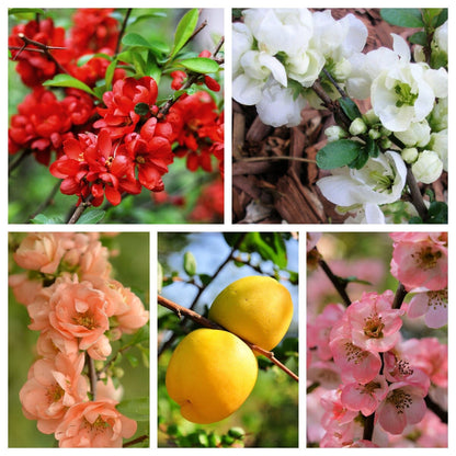 30 Flowering Quince (Chaenomeles Speciosa) Seeds