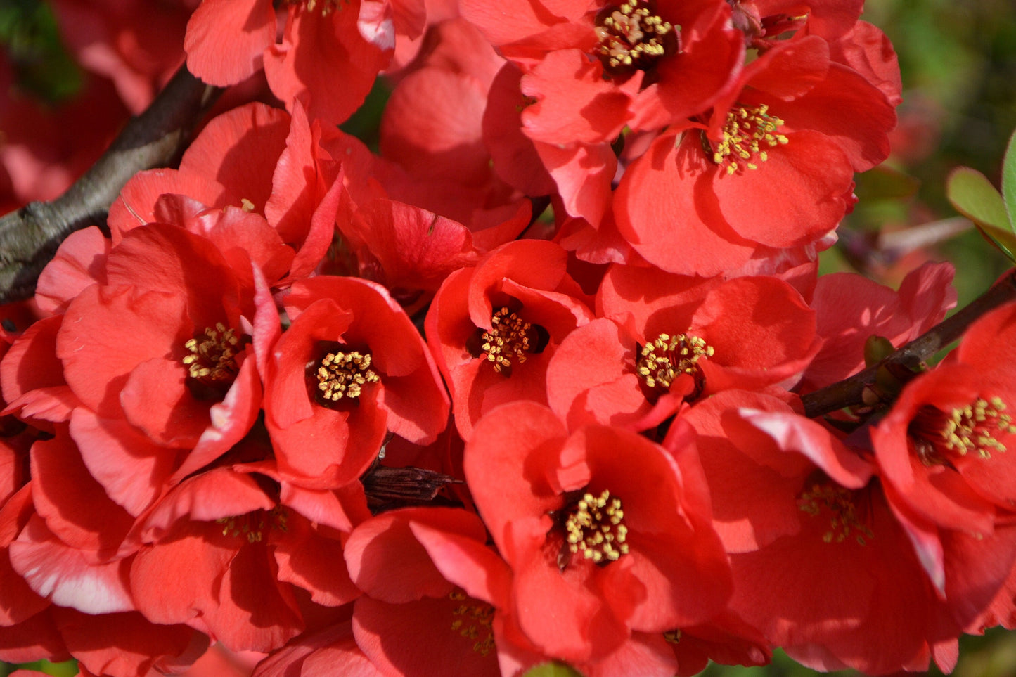 30 Flowering Quince (Chaenomeles Speciosa) Seeds