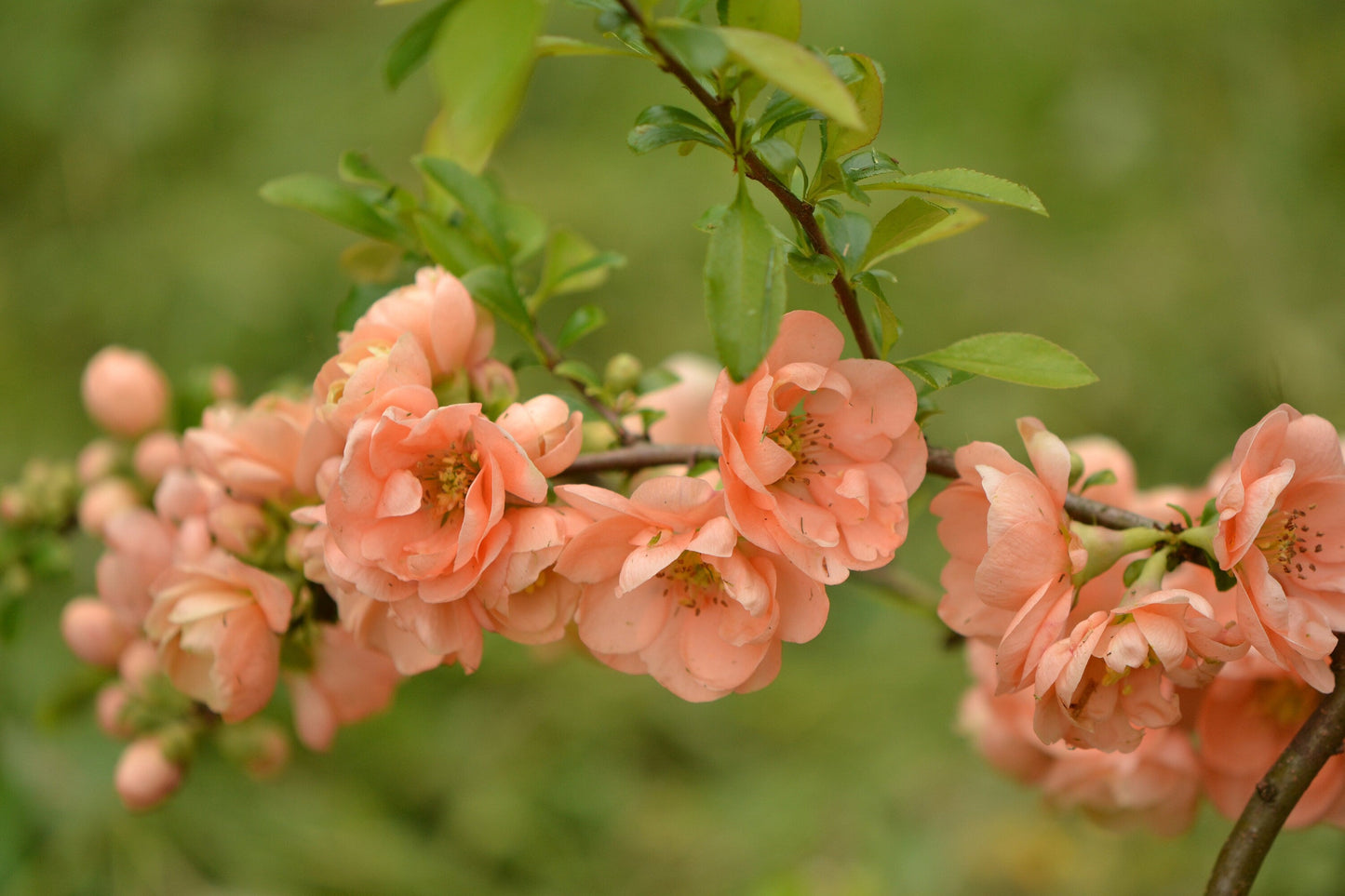 30 Flowering Quince (Chaenomeles Speciosa) Seeds
