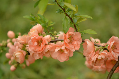 30 Flowering Quince (Chaenomeles Speciosa) Seeds