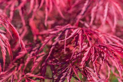 Red Dwarf Laceleaf Japanese Maple (Acer palmatum var. dissectum) Seeds – 10 ct