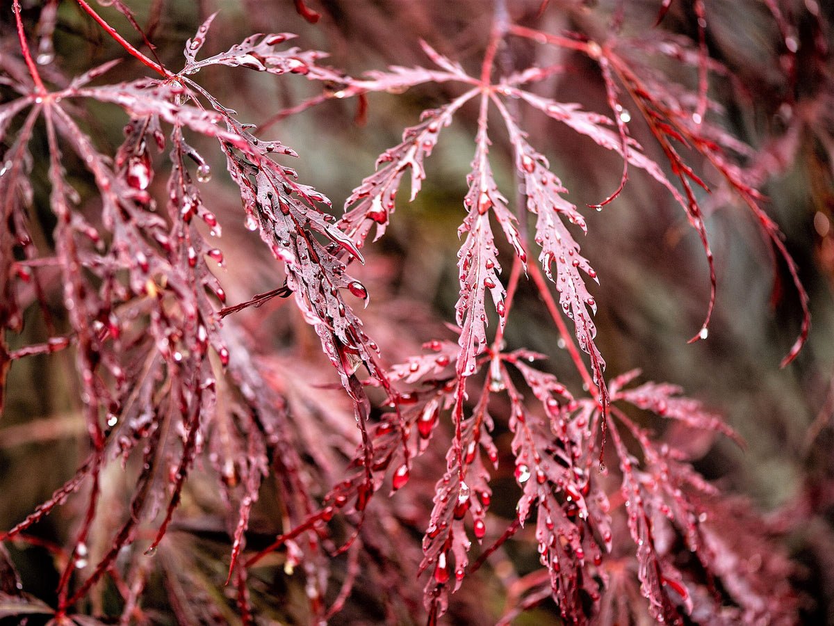 Red Dwarf Laceleaf Japanese Maple (Acer palmatum var. dissectum) Seeds – 10 ct