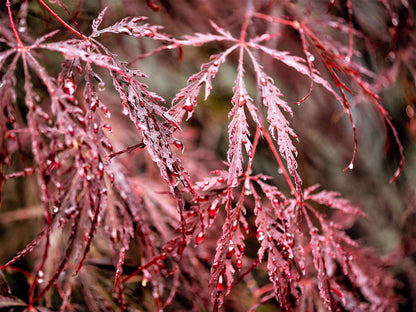 Red Dwarf Laceleaf Japanese Maple (Acer palmatum var. dissectum) Seeds – 10 ct