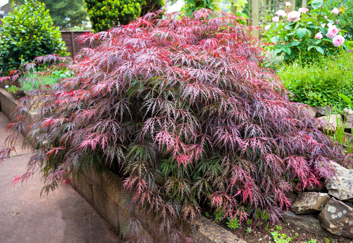 Red Dwarf Laceleaf Japanese Maple (Acer palmatum var. dissectum) Seeds – 10 ct