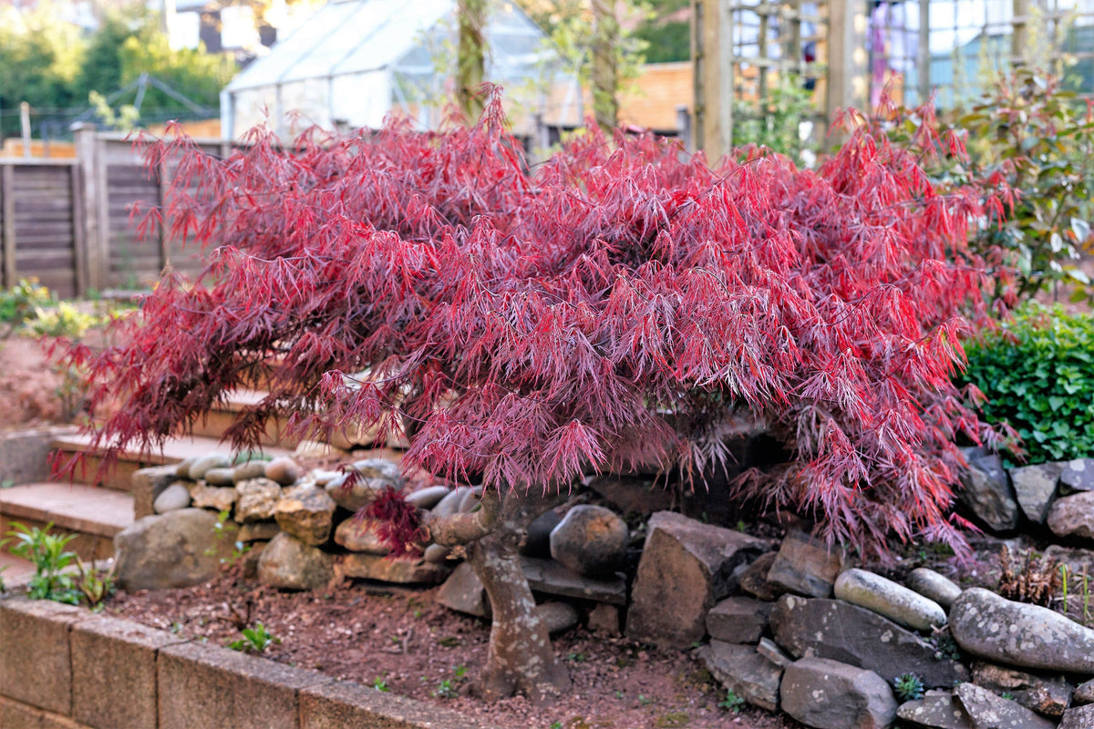 Red Dwarf Laceleaf Japanese Maple (Acer palmatum var. dissectum) Seeds – 10 ct