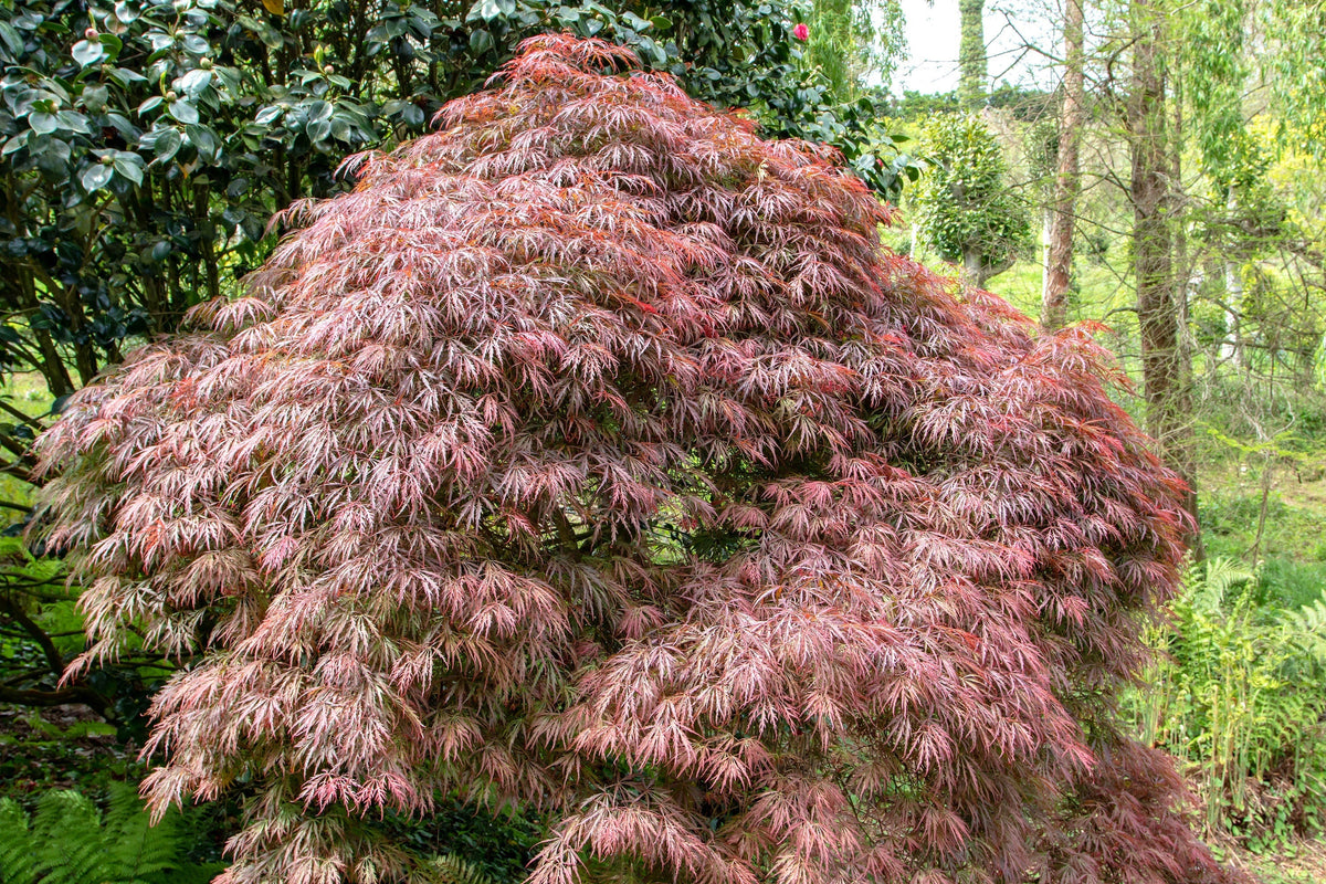 Red Dwarf Laceleaf Japanese Maple (Acer palmatum var. dissectum) Seeds – 10 ct