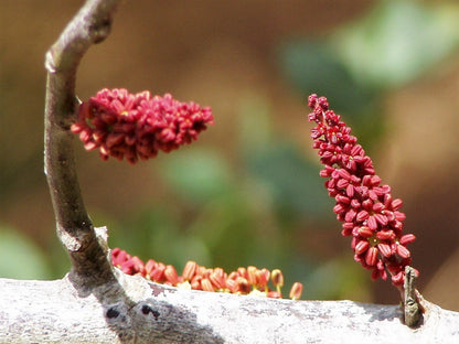 20 Carob Tree (Ceratonia Siliqua) Seeds