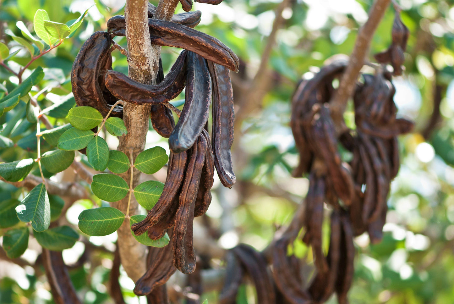 20 Carob Tree (Ceratonia Siliqua) Seeds