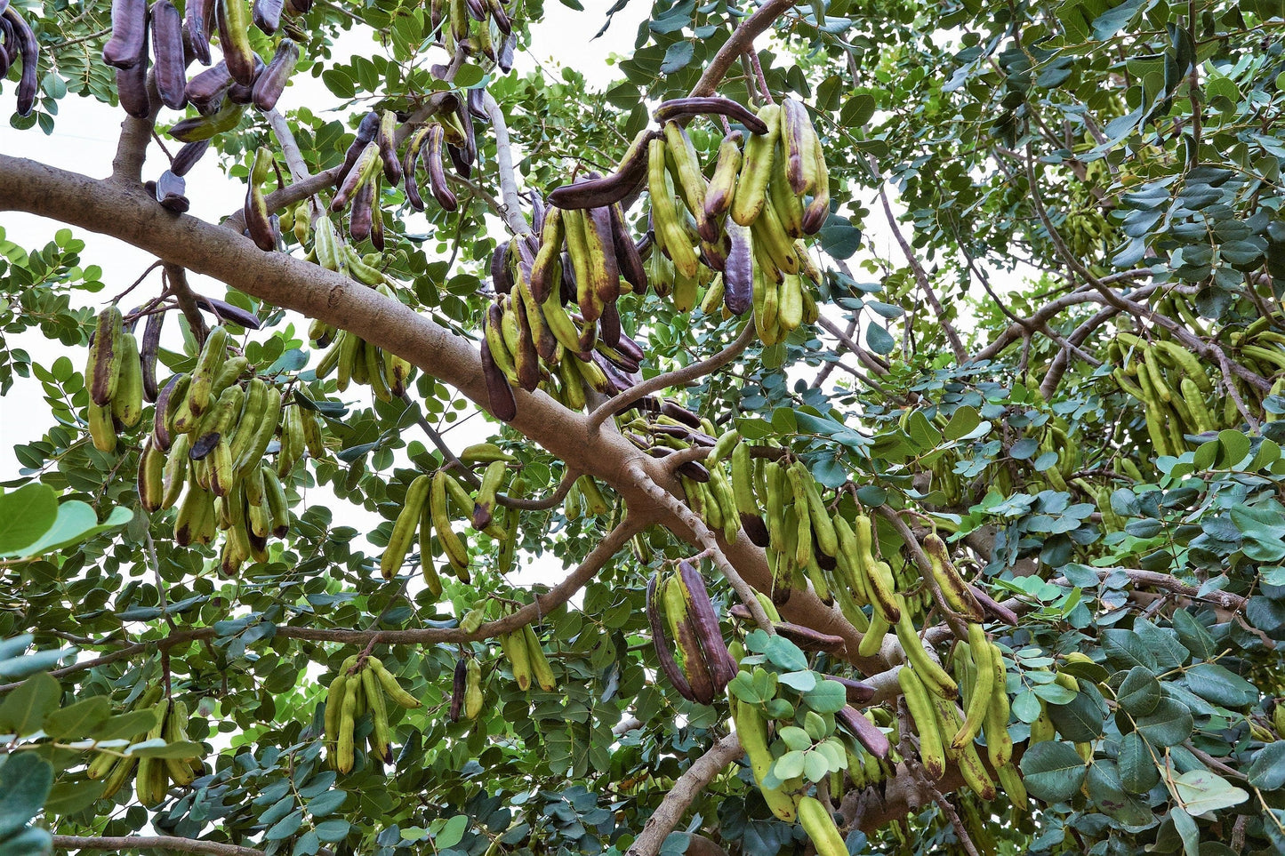20 Carob Tree (Ceratonia Siliqua) Seeds