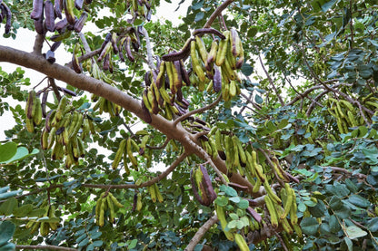 20 Carob Tree (Ceratonia Siliqua) Seeds