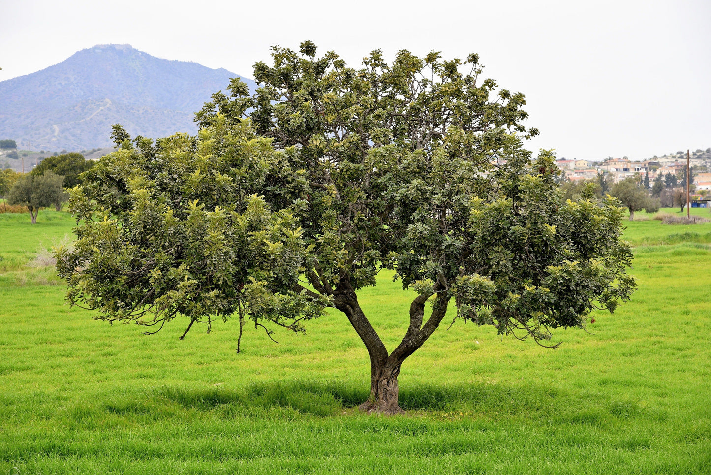 20 Carob Tree (Ceratonia Siliqua) Seeds