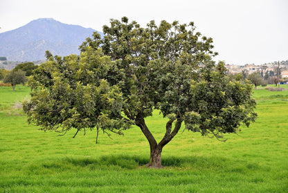 20 Carob Tree (Ceratonia Siliqua) Seeds