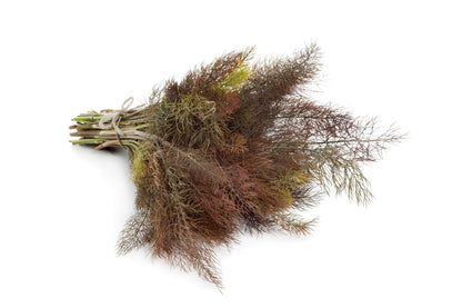 Organic Bronze Fennel (Foeniculum vulgare 'Purpureum') Seeds – 100 ct