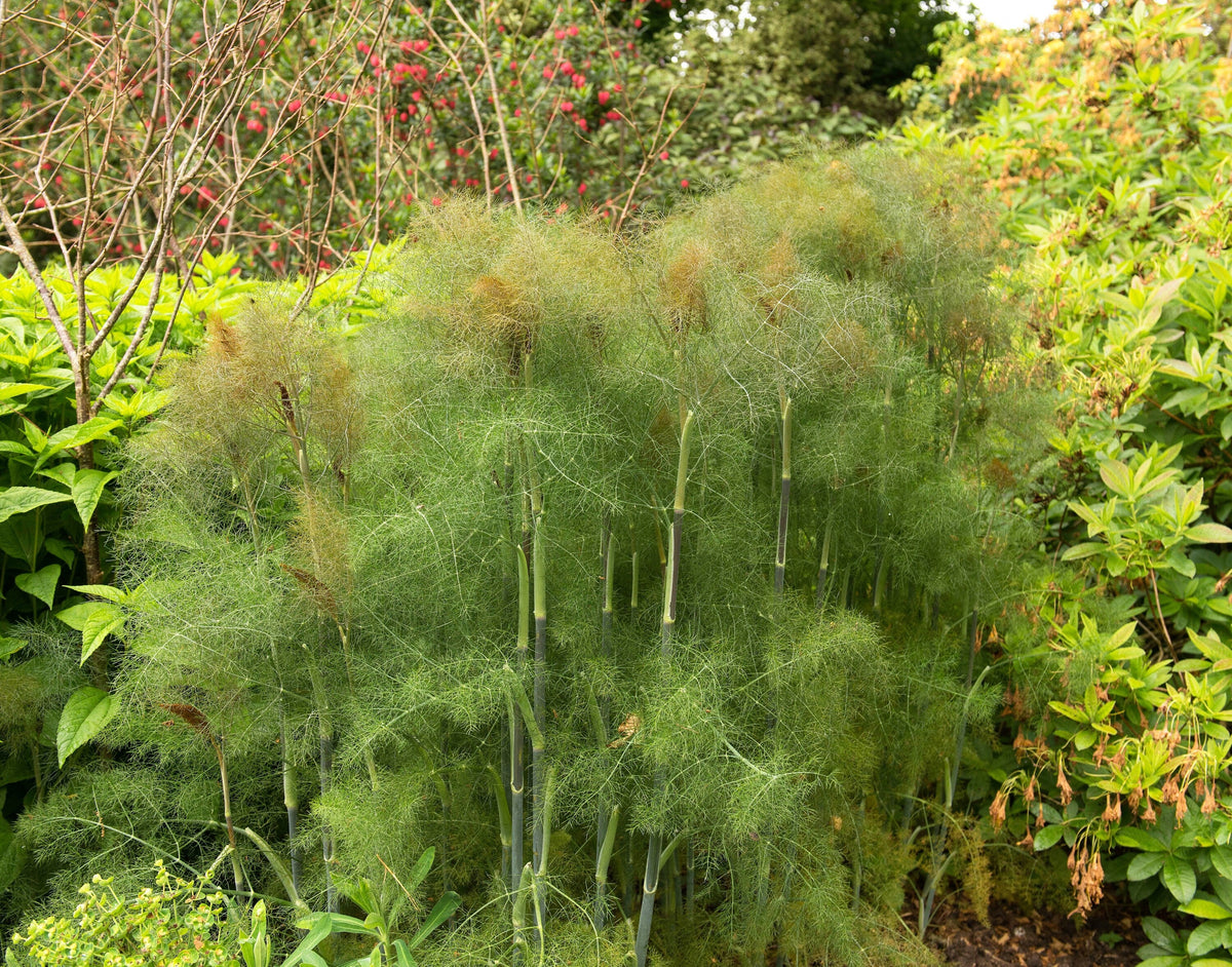 Organic Bronze Fennel (Foeniculum vulgare 'Purpureum') Seeds – 100 ct