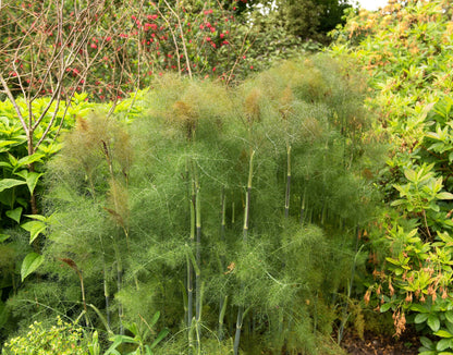 Organic Bronze Fennel (Foeniculum vulgare 'Purpureum') Seeds – 100 ct