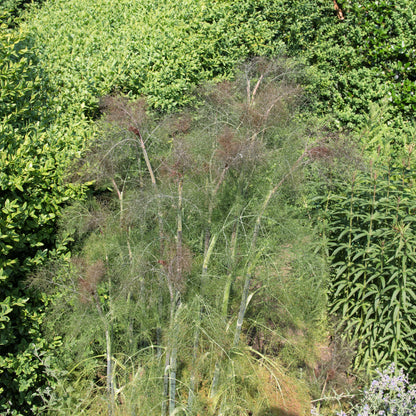 Organic Bronze Fennel (Foeniculum vulgare 'Purpureum') Seeds – 100 ct