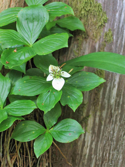 15 WESTERN BUNCHBERRY Alaskan Dogwood Canadian Cornus Unalaschkensis White Sun or Shade Groundcover Flower Edible Red Berry Herb Seeds