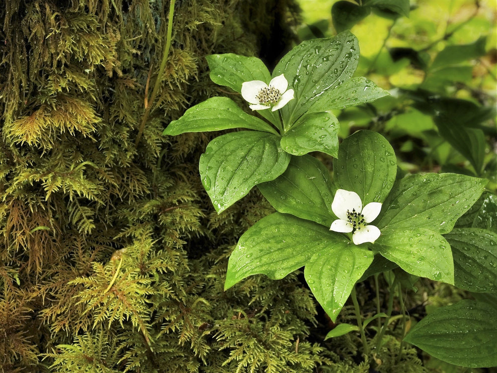 15 WESTERN BUNCHBERRY Alaskan Dogwood Canadian Cornus Unalaschkensis White Sun or Shade Groundcover Flower Edible Red Berry Herb Seeds