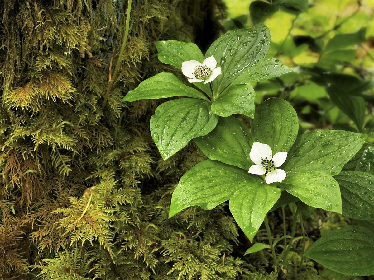15 WESTERN BUNCHBERRY Alaskan Dogwood Canadian Cornus Unalaschkensis White Sun or Shade Groundcover Flower Edible Red Berry Herb Seeds